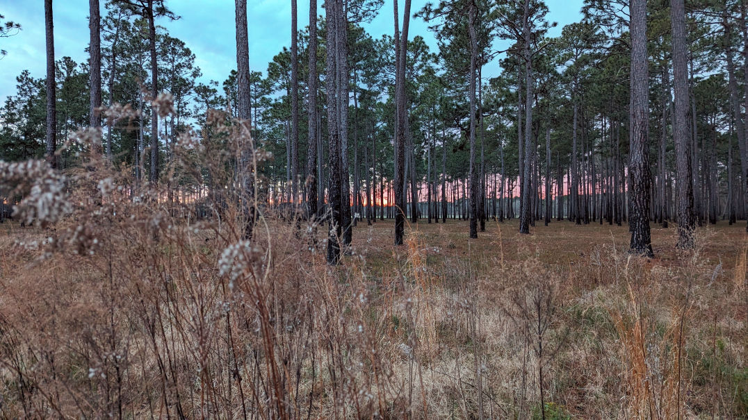 Gum Branch Plantation, Lake City SC