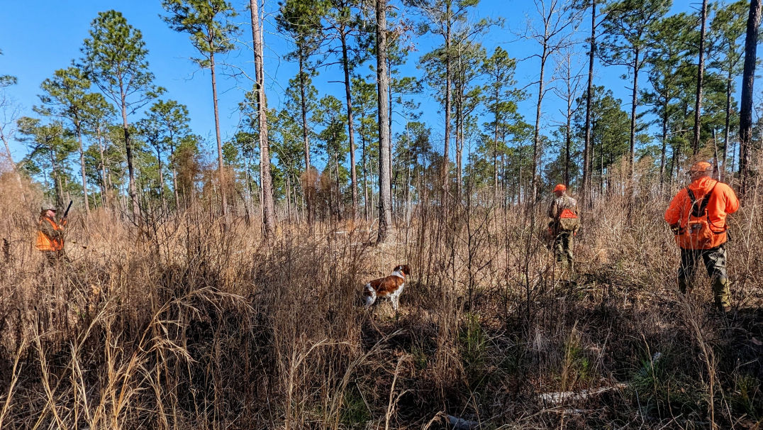 Gum Branch Plantation, Lake City SC